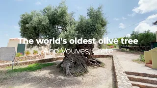 World's oldest olive tree | Ano Vouves, Crete