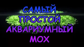 САМЫЙ ПРОСТОЙ МОХ. ТО, ЧТО ВЫ НЕ ЗНАЛИ О НЕМ. РИЧЧИЯ ПЛАВАЮЩАЯ. RICCIA