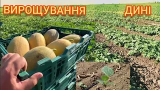 Вирощування Дині відкритий грунт прямим посівом.