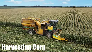 Harvesting Corn | OXBO 9630 Corn Harvester