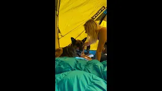 Sharing my Kelty tent with my German shepherd #shorts #dogs #motorcycle