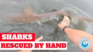 SHARKS rescued by hand