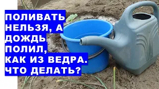 Поливать нельзя, а дождь льёт, как из ведра. Что делать?