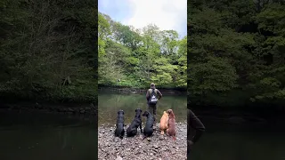 River training with 6 Labrador retrievers