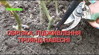 ОБРІЗКА та ПІДЖИВЛЕННЯ ТРОЯНД навесні