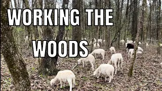 Working the Woods, Again