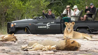 PRIDE on a ROCK 🦁 WILD DOGS taunt RHINO 🦏