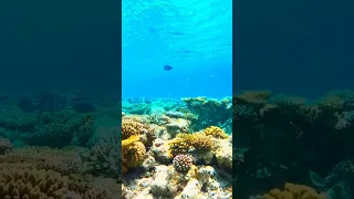 Maldives snorkeling 2023 #shorts