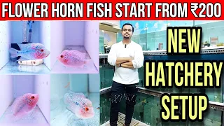 Flowerhorn Fish Start From ₹200 | Kishor Flowerhorn Hatchery In Chembur | New Hatchery Setup