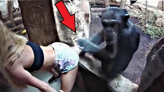 What a gorilla did to a tourist at the zoo shocked the whole world!