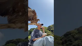 Hawk Swoops Down to Snatch Sandwich From Man's Hands at Beach