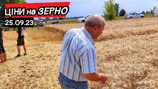 Ціни на зерно 25.09! Це кінець чи ще протягнемо😳 Що робити із соняшником?