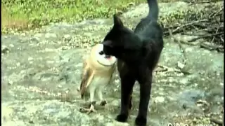 Cat and owl playing - Fum & Gebra - Perfect friendship!