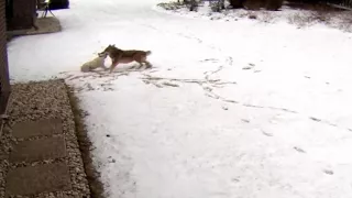 Coyote attacks family's dog in Illinois