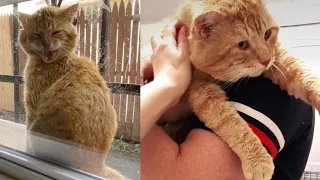 A stray cat showed up on a windowsill one day and was ready to leave street life behind