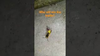 Epic Battle! Who will win? Spider vs Wasp on YouTube Part 1/3