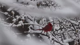 NYC Riverside Park Snow