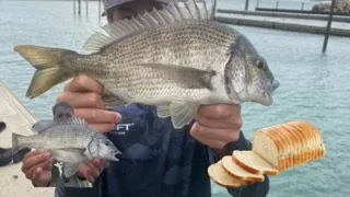 How to catch bream