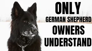 7 Things ONLY German Shepherd Owners Understand
