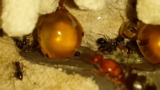 Honey Pot ants coming out of diapause