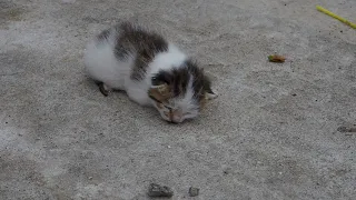 Baby Kitten By The Dumpster 😿 Waiting For Someone To Save It