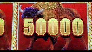 Huge Buffalo Chip Win! Huge Win on Buffalo Link Slot!