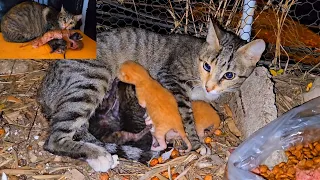 Rescue poor stray mother cat and her newborn kittens from difficult situation