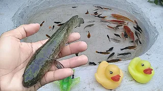 Wowww...It's Fun To Catch Snakehead Fish, Beautiful Koi Fish,Molly Fish,Gold Fish And Comet Fish