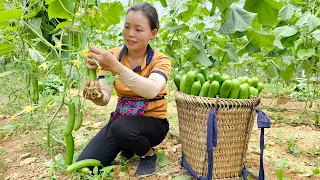 Harvest Japanese melon garden and Goes to the market to sell - Buy pig's feet to cook for puppies