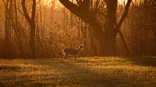 Veterans Hunt 2023 (Indiana)