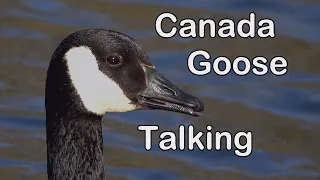 Canada Goose -Close Up Talking -  2023