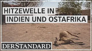 Hitzewellen: In Indien und Ostafrika drohen Hungersnöte