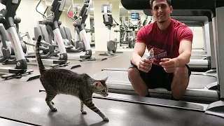 CAT ON A TREADMILL!!!