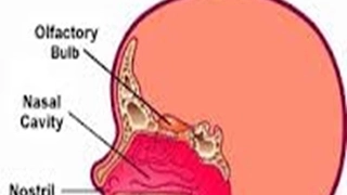 THE NOSE  DR. FOHEID ALSOBEI