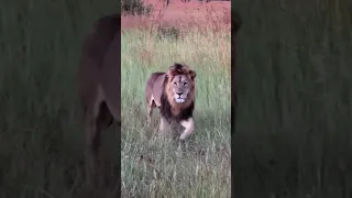 African Male Lion in Kruger National Park