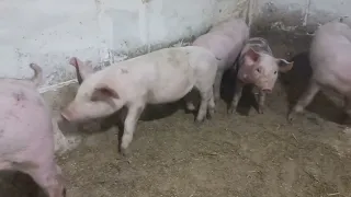 ‼️Случка свиней‼️Эксперимент с колличеством корма на откорме⁉️