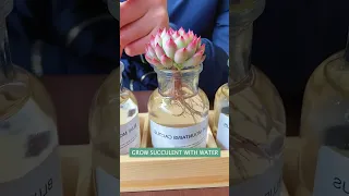 Grow succulent with water | 多肉植物| 다육이들 | Suculentas