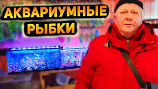 Харьков Салтовский Птичий Рынок во время военного положения! Ассортимент и цены на рыбок!