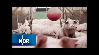 Von der Massentierhaltung auf den Bauernhof | 45 Min | NDR