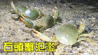 [Collection of Fierce Goods] Xiao Yu drove to the sea in the rain. The stone crab snails caught a b