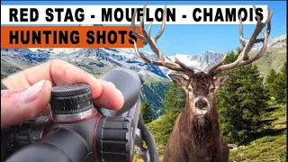 Red stag & European Mouflon hunting in France // Chasse au Cerf & Mouflon en France // 2023