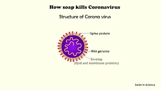 How soap kills Coronavirus with logo