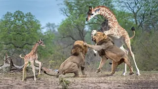 Mother Giraffe Take Down Five Lions To Protect Her Baby | Lion Hunting Fail | Crazy Buffalo vs Lion