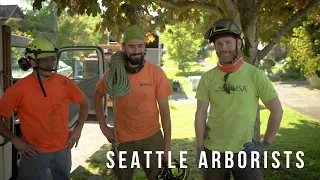 Seattle Tree Removal, Before and After