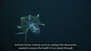 Climate and the Deep Sea World: A Visual Journey and Panel - Promo