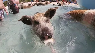 Swimming with the pigs, sharks and feeding the iguanas in Exuma, Bahamas