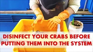 DISINFECT YOUR CRABS BEFORE PUTTING THEM INTO THE SYSTEM! We Show You How | RAS Aquaculture