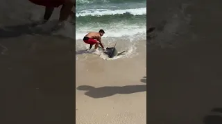 Long Island fisherman reels in shark