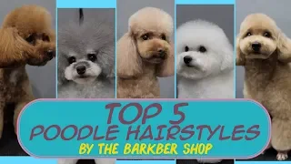 TOP 5 Poodle Hairstyles ( The Barkber Shop )