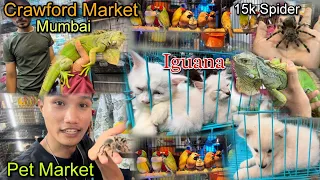 Crawford Market Mumbai ||Pet Market in Mumbai || Spider and Iguanas as Pets || Cheapest Pets Market